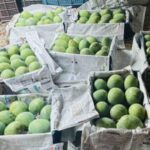 গোবিন্দভোগ আম ২৪ কেজি