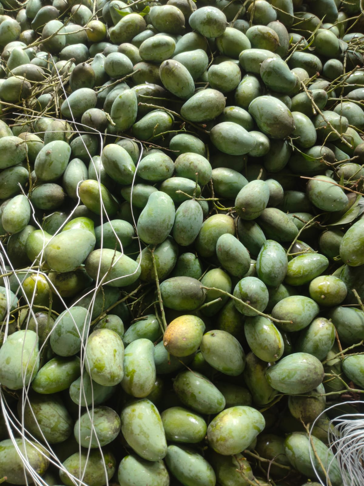 হিমসাগর আম